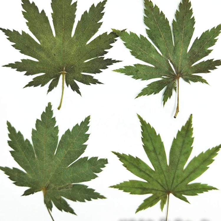 I637 Maple Leaves Dried Natural Real Leaves Craft Bookmark Decorations Multiple Colors