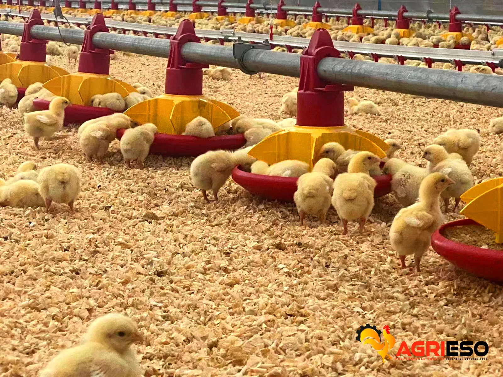 Chicken Farm House Automatic Pan Feeder Line Poultry Farming Automatic Feeder Drinking Nipple for Chicken AgriTwin Pan System