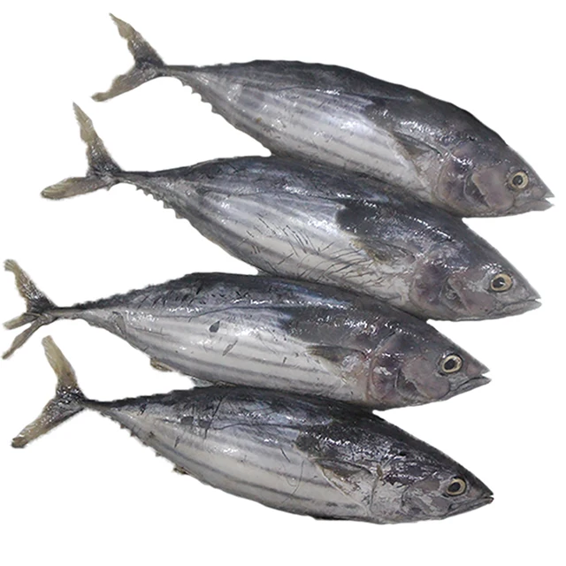 Fresh Style Price Whole Fresh Skipjack Tuna For Sale