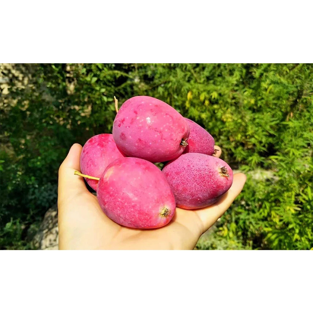 China Mini Champagne Apple Fresh Fruit Sweet