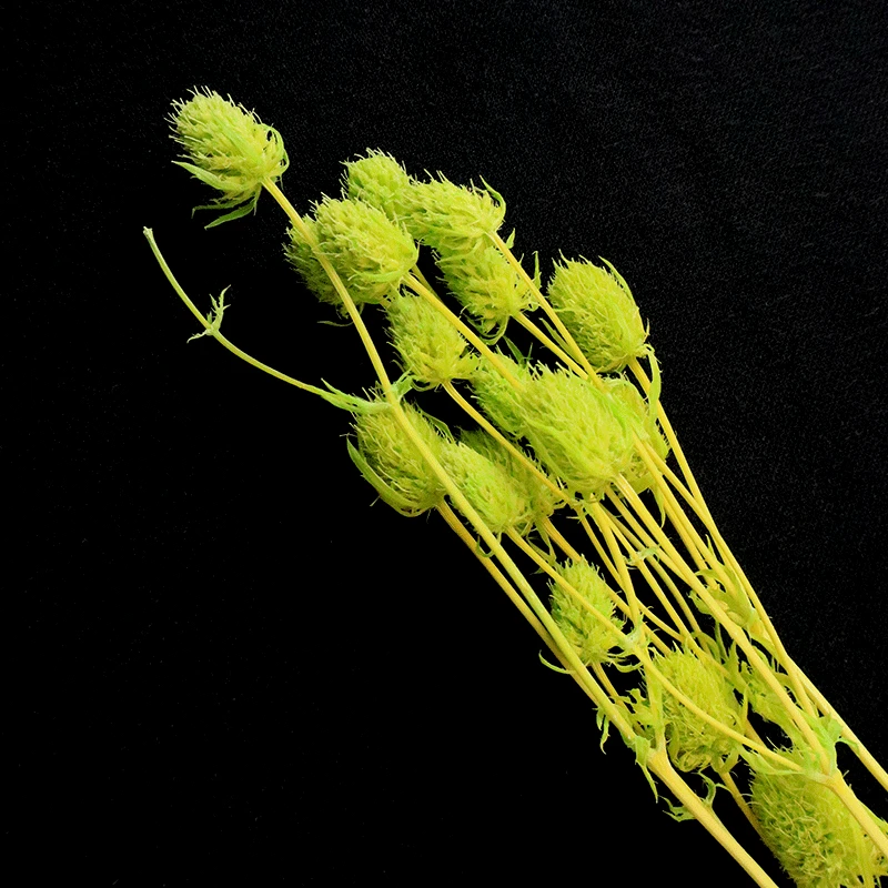 
2021 best popular long lasting flowers dried sea holly flowers in for flower arrangement 