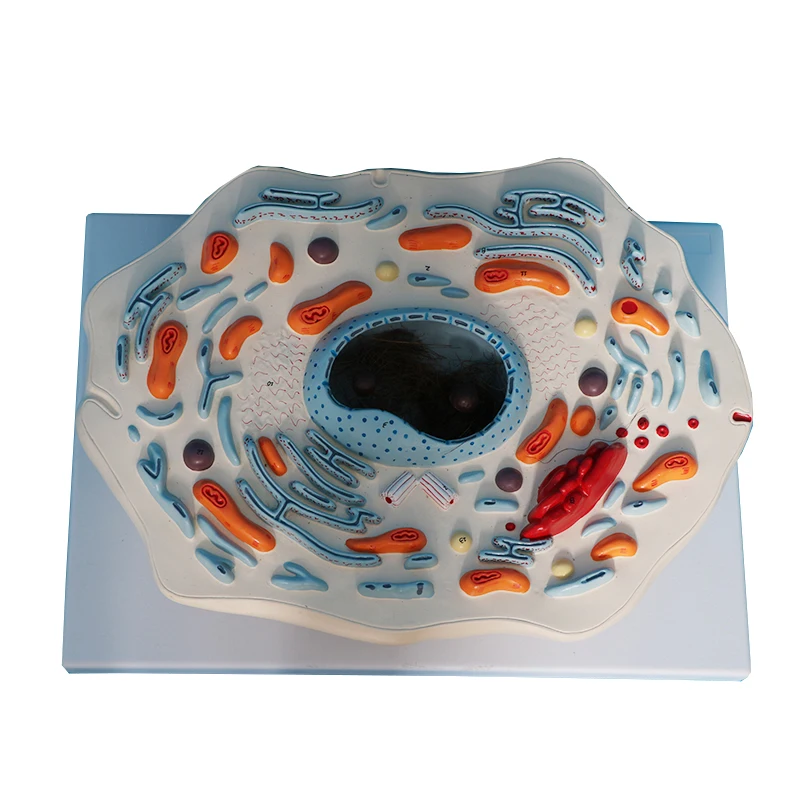 Biological teaching instruments - Animal cell models