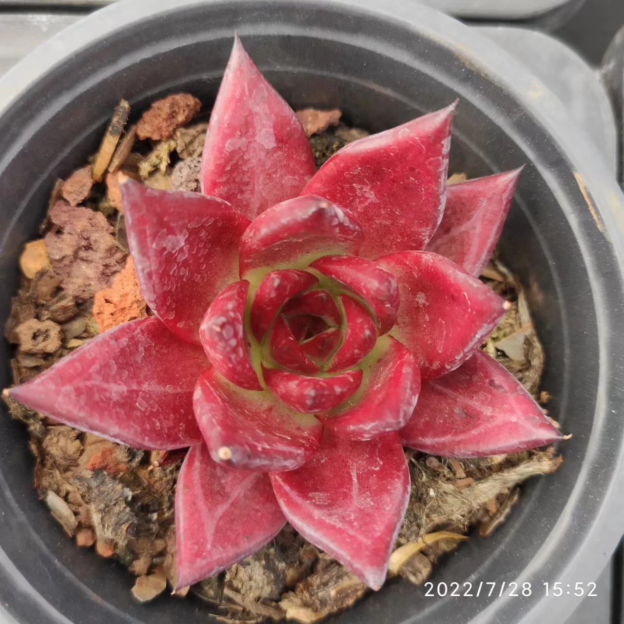 HM007Echeveria Red Knight  Private Ordering  Faux Succulent plants In Pots Decorative Simulation Succulents