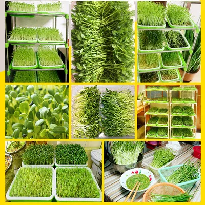Cheap Price Durable Reusable Plastic Seedling Trays/Grow Tray/Sprout Tray Microgreen Tray
