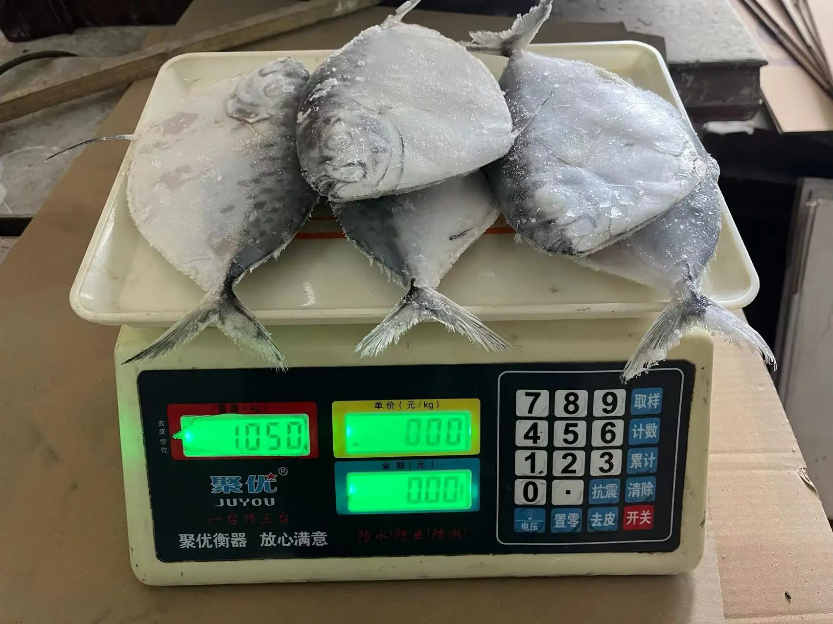 Moonfish Mene Maculata Good Sale Moon Fish Cheap