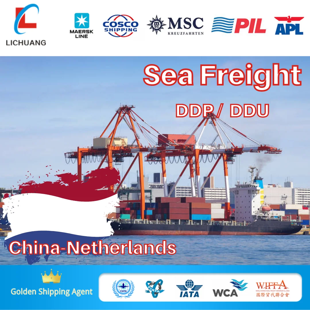 LCL Ocean Freight Agent Transport From China to Netherlands sea shipping DDU/DDP international logistics service