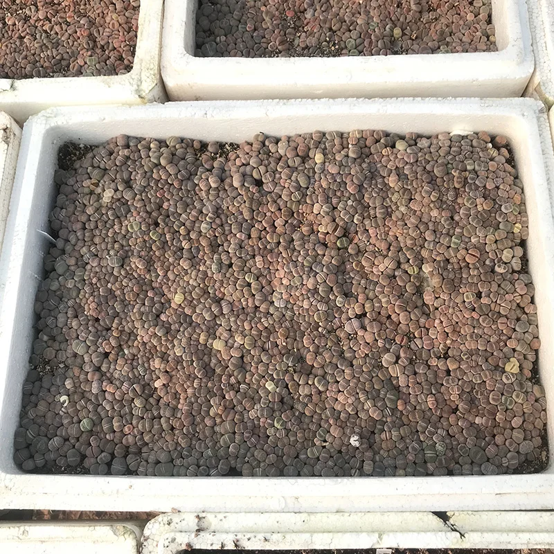 
lithops dinteranthus Stone Lithops seeding 0.3-1cm 1000-1200 pieces lithops live plant 
