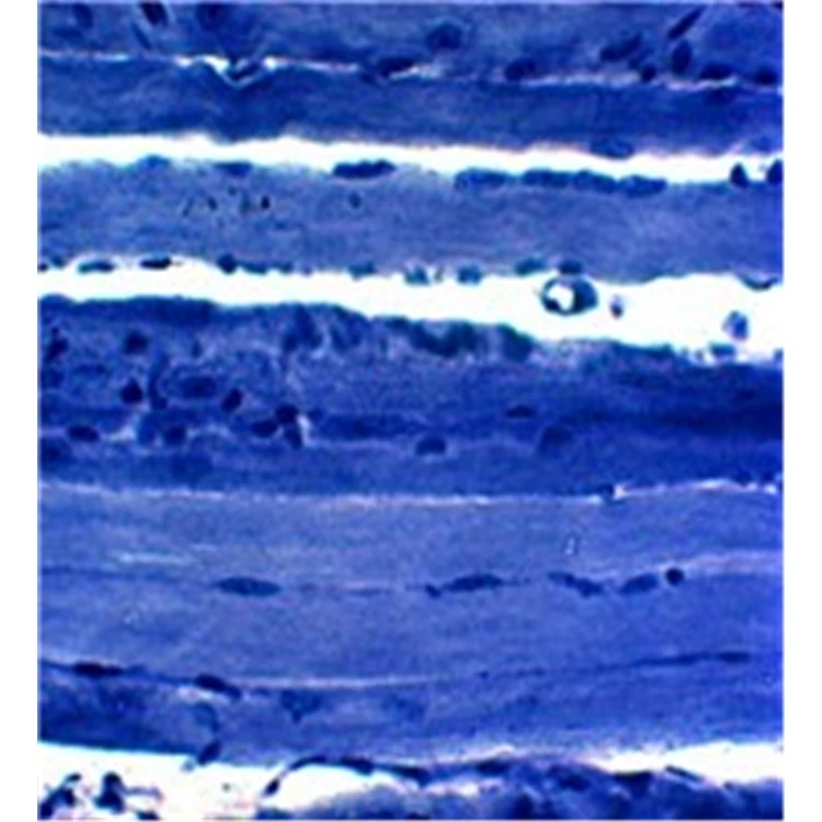 Factory Animal Tissue Microscope Slide Set for Quality Teaching Research Zoology Histology Prepared Slides