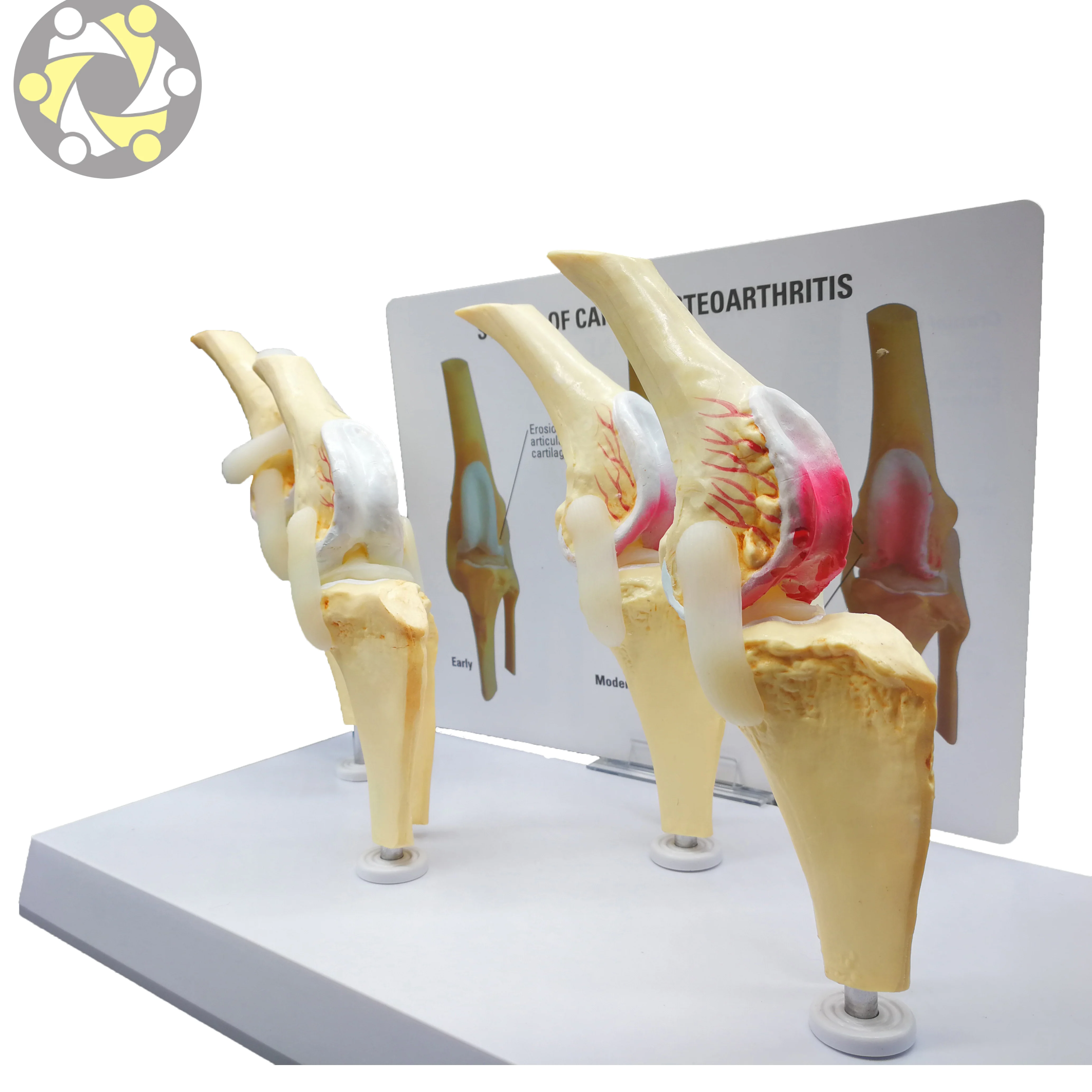 Biological Plastic  Anatomy Pvc Dog Artificial Knee Joint Model