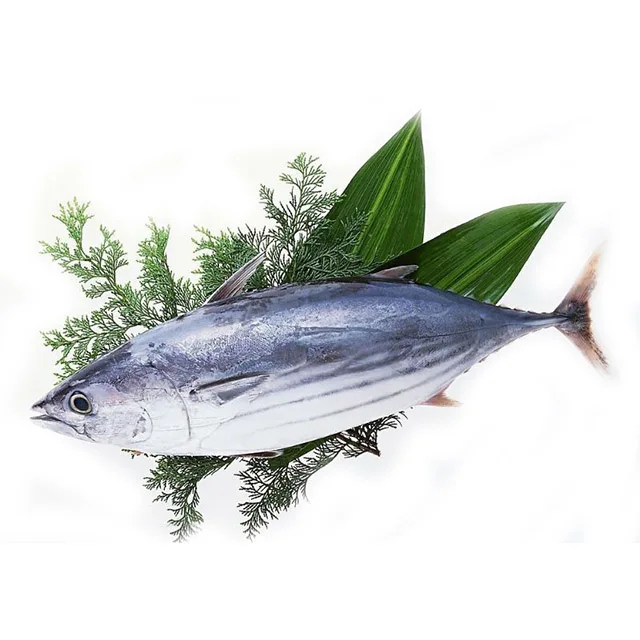 Hot Sale High Quality Good Price skipjack tuna fish Frozen Skipjack Tuna fish Whole Round For Canning