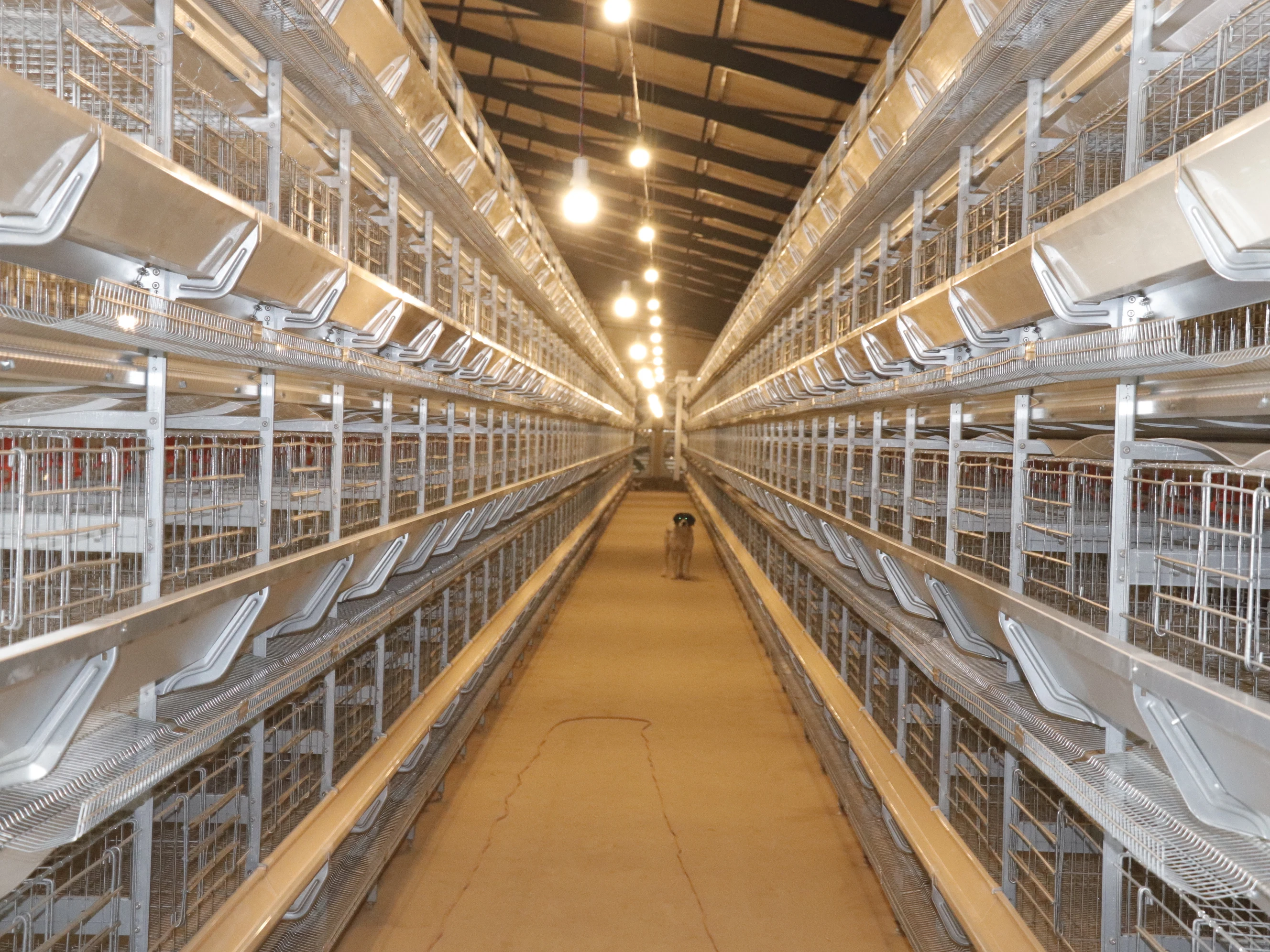 hen farm breeding automatic laying chicken cage system