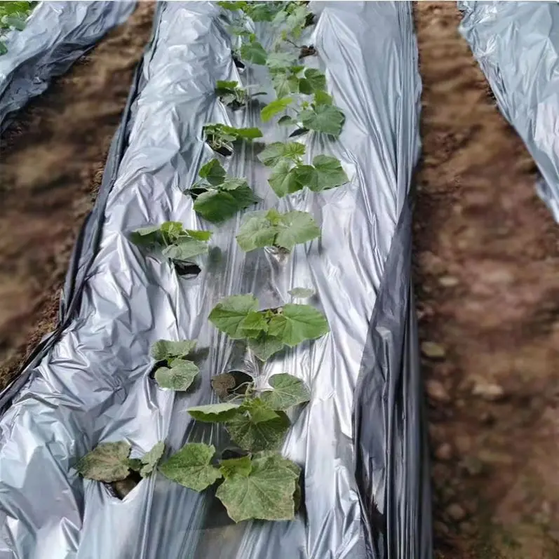 30 micron polyethylene plastic mulch film punch hole LDPE black mulch film rolls 1.5m*1000m