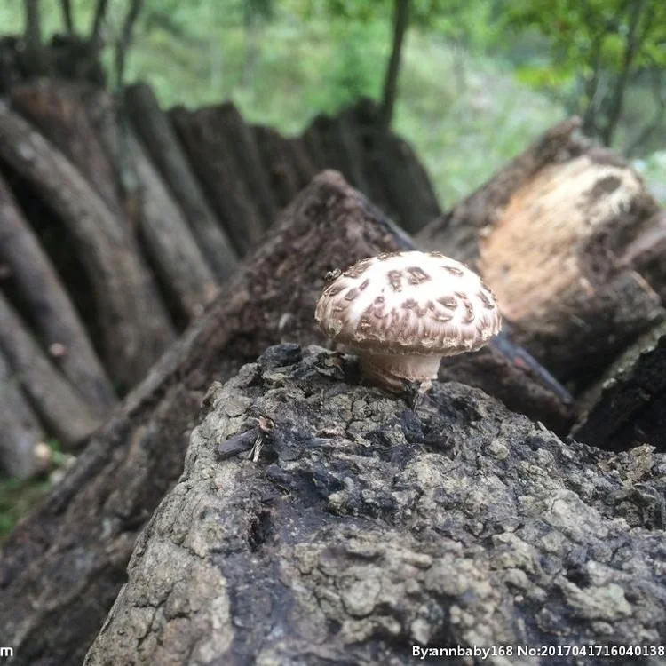 Здоровые китайские свежие грибы Shiitake суйчжоу