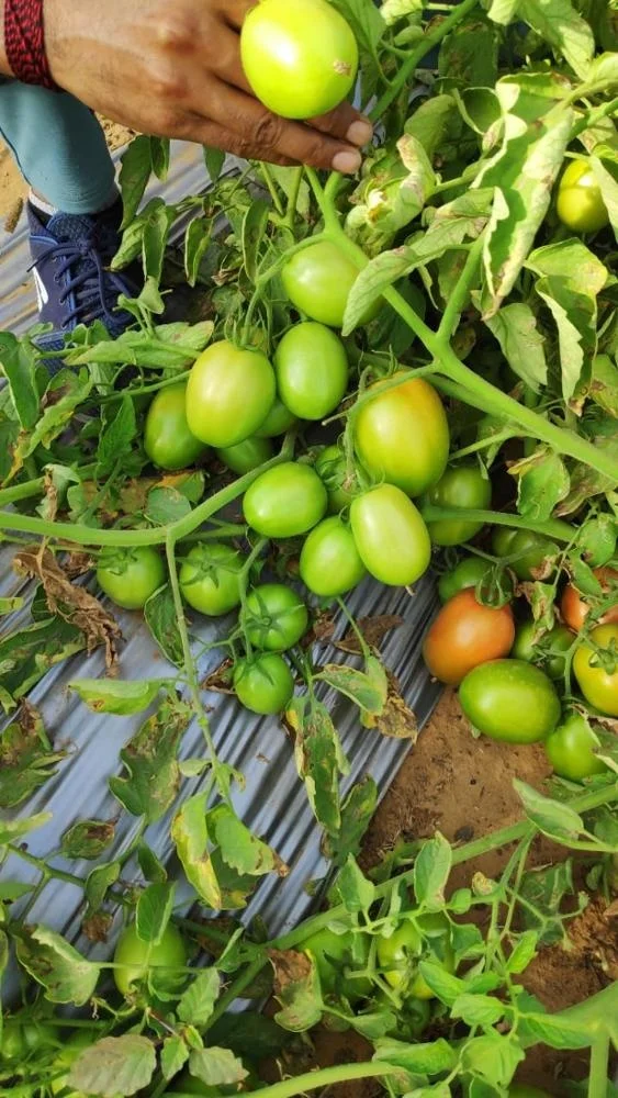 Lerica F1 Hybrid Tomato Seeds