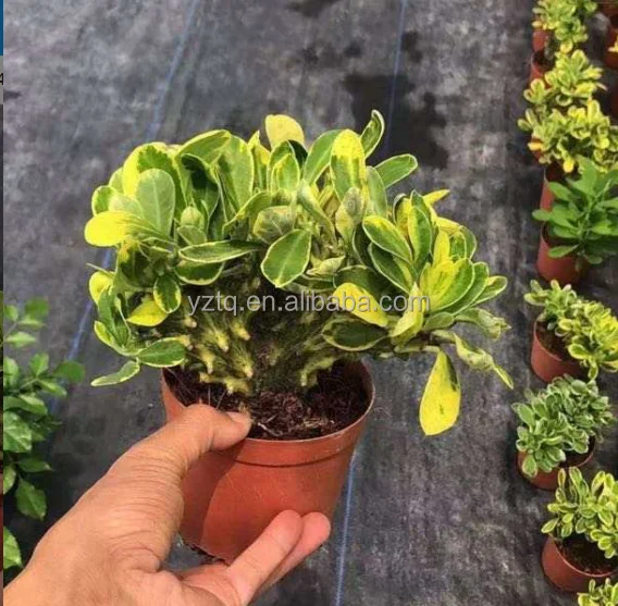 Оптовая продажа, кактус, редкие растения, настоящие кактусы, молочай нерихолистный, разнообразные живые растения, натуральные растения, суккуленты, распродажа