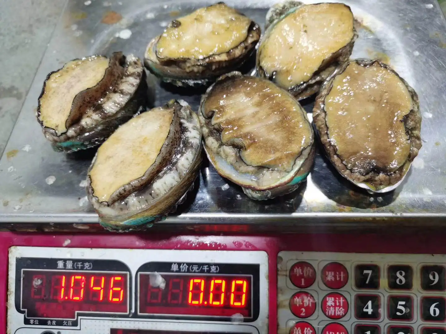 Haliotis abalone without shell abalone abalone meat