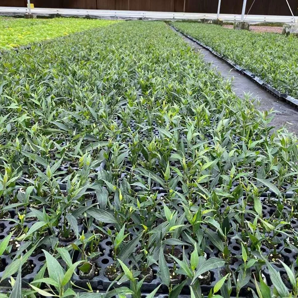 Сортов растений фиолетовый лист Малан