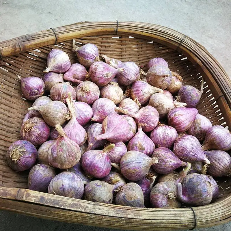 Fresh Solo Garlic From Shandong Origin fresh white garlic wholesale nice garlic export
