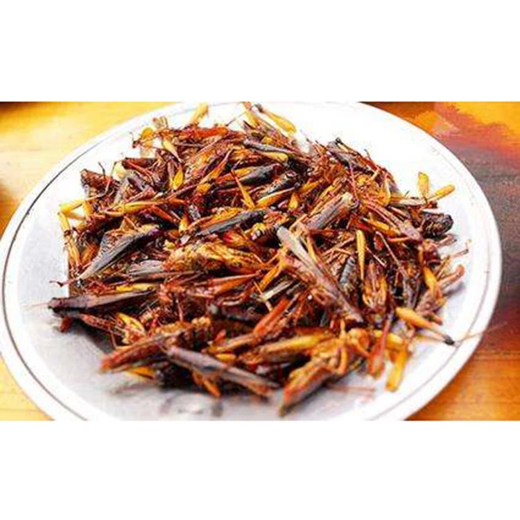 Wholesale nourishing wholesale pet bird food grasshopper