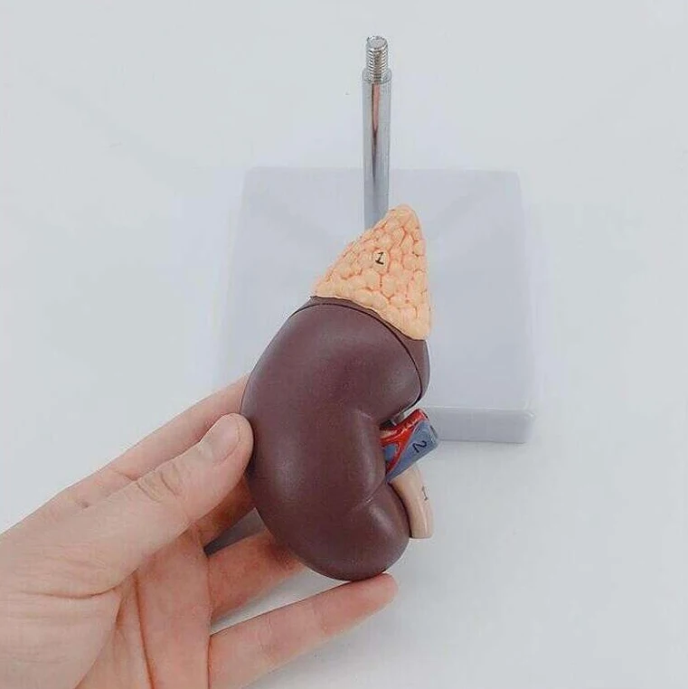 Plastic Anatomy of natural large kidney