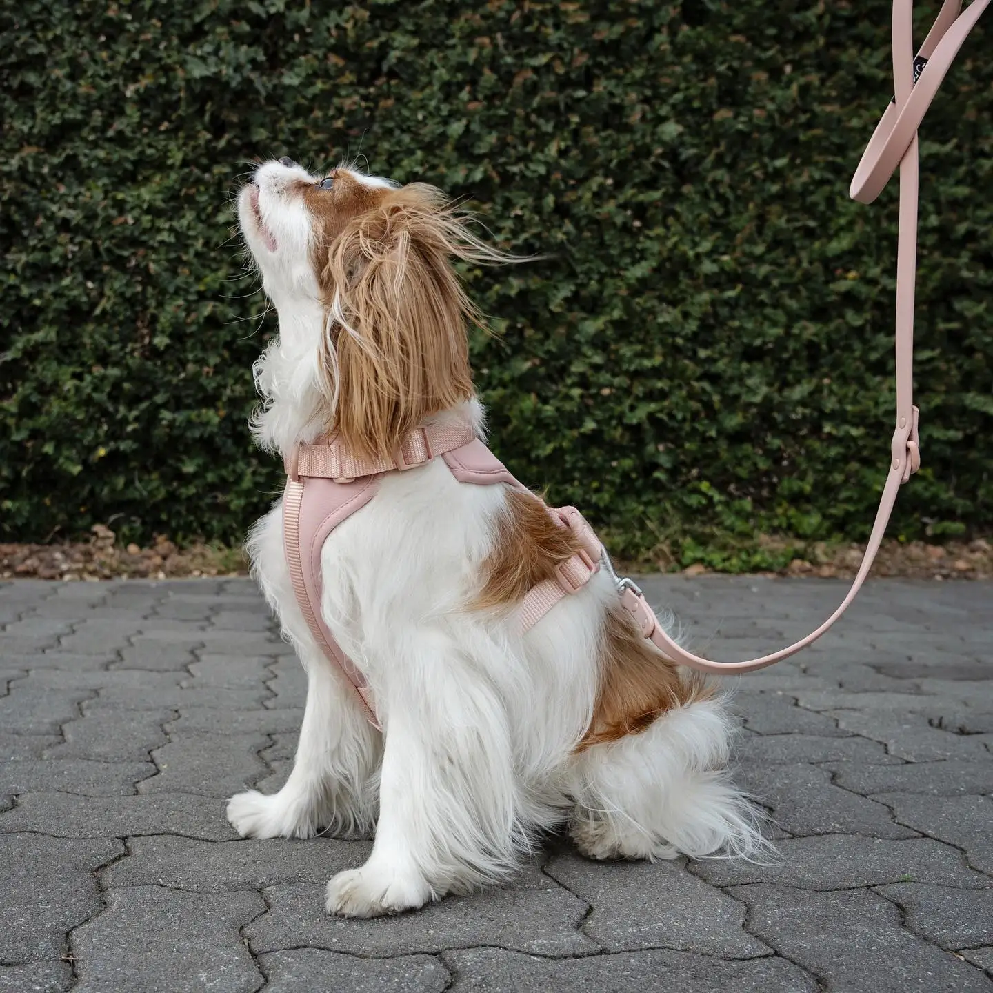 2024 China Designer Multi Color Customizable Large Cotton Pvc Cat Pet Dog Collar Lead Leash Harness Sets For Dogs With Leash