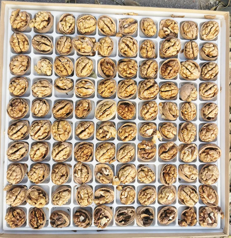 walnuts prices usa from thailand in germany