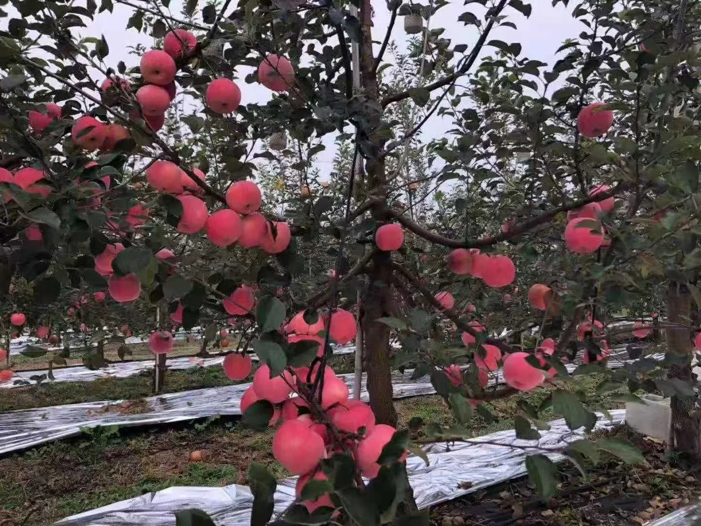 
Fuji apel exporter from china 