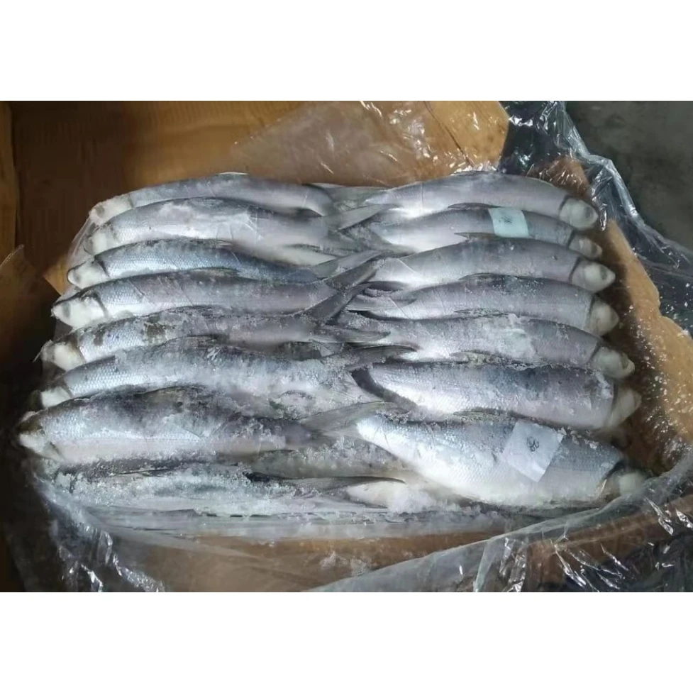 Indonesia Chanos Chanos Frozen Milk Fish Whole Round With Iqf Freezing 18 Months Shelf Life Various Sizes 10kg/ctn