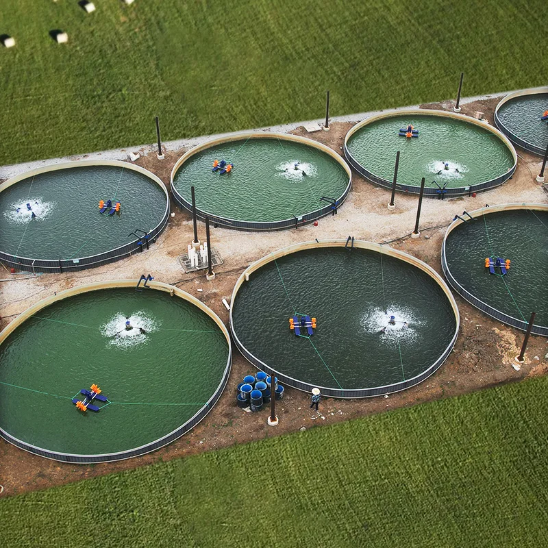 Smart & Easy RAS High Density Breeding  Fish Equipment Automatic Recirculating Aquaculture System  for Farming Fish