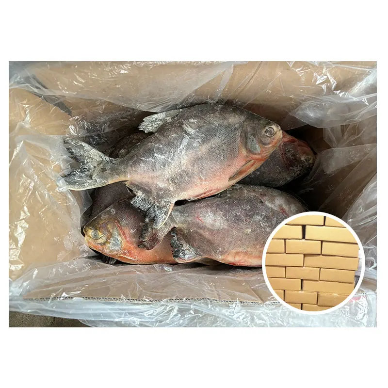 Good Quality Frozen Red Pomfret Fish Whole Round 500-800G Red Pomfret
