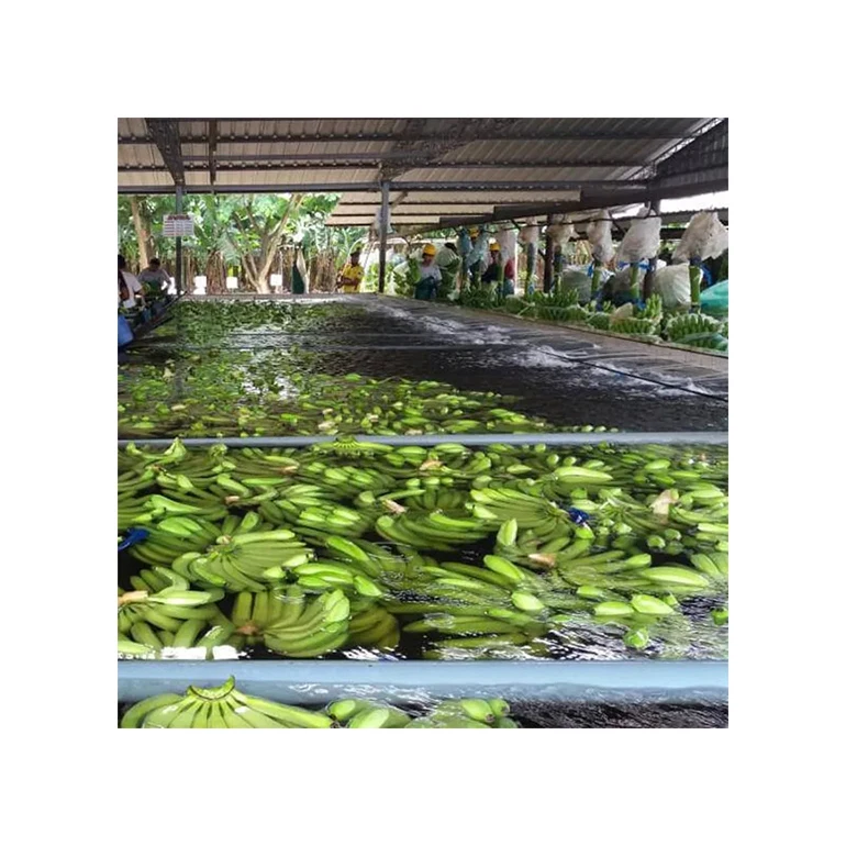 Wholesale Bulk Importer Natural Agriculture Premium Bananas Ecuador