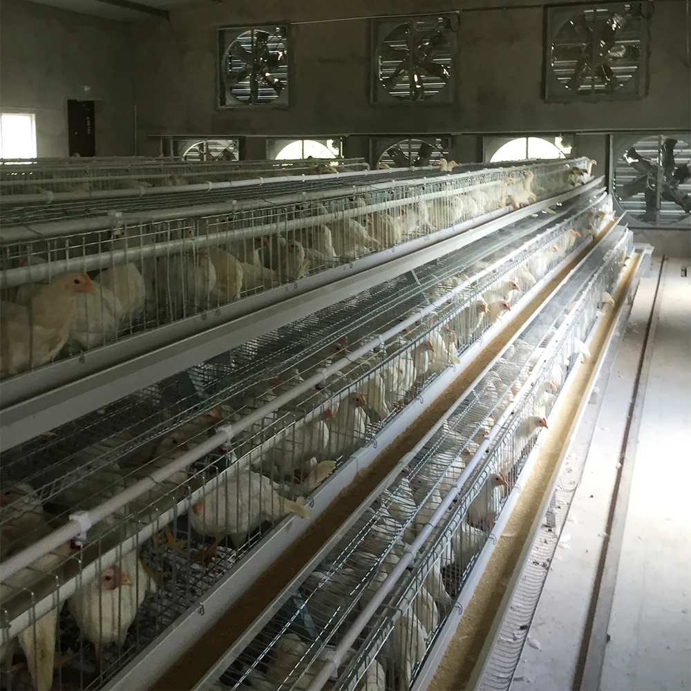 TBB Factory Supply Broiler Battery Cages Automatic a Type Chicken Farm Equipment