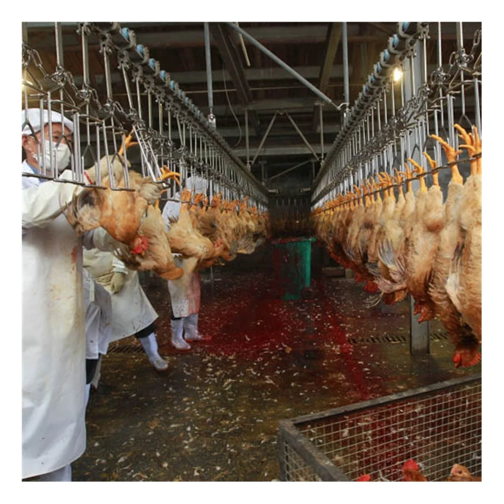 12000chicken per hour Chicken processing equipment