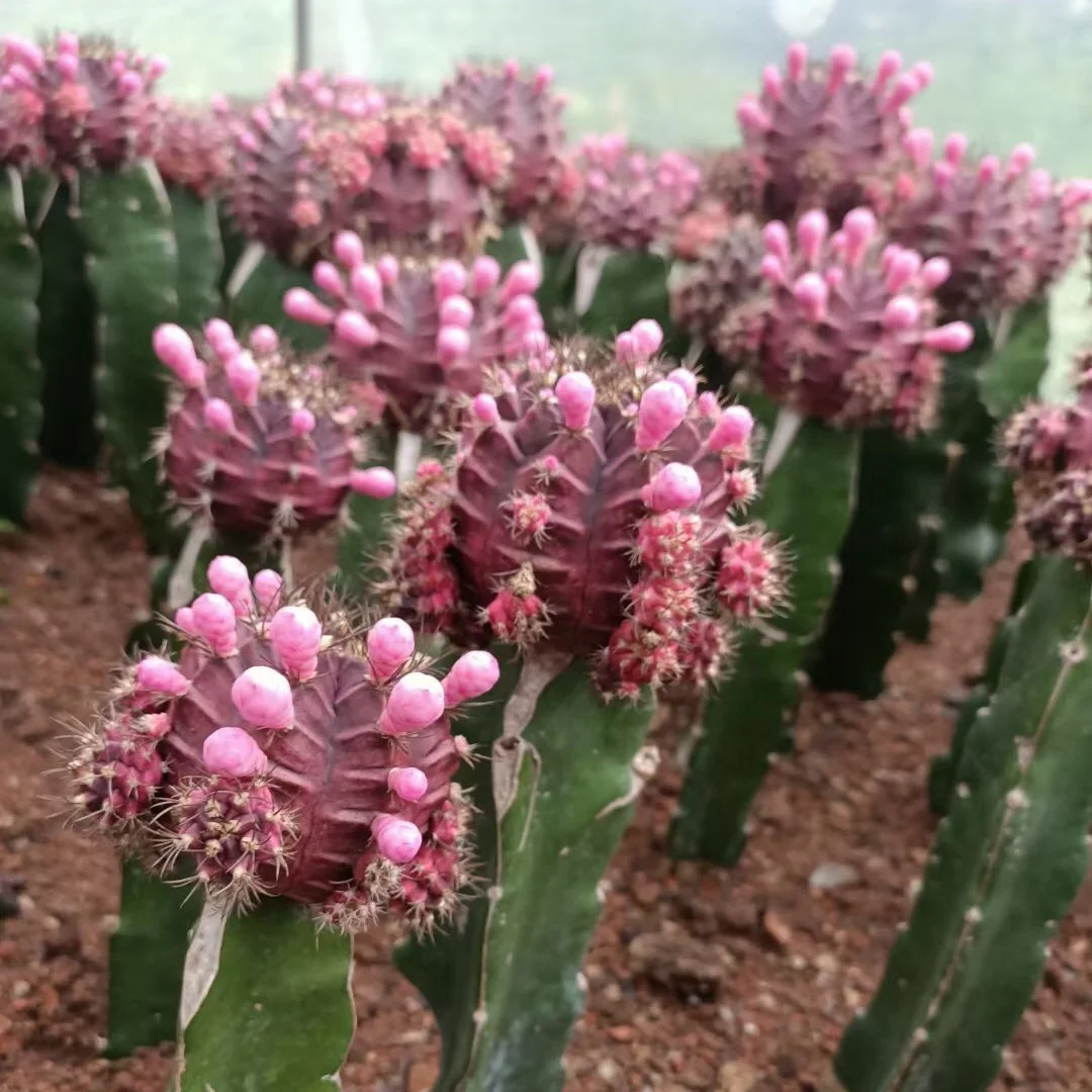 
Wholesale cactus cheap live succulent plants Gymnocalycium mihanovichii cactus plants blooming nursery plant 
