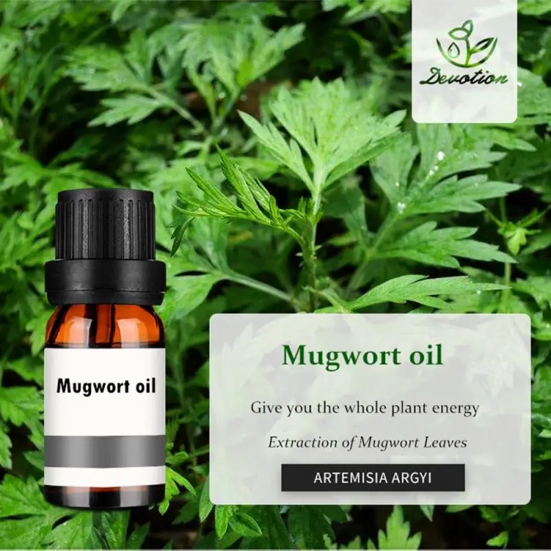 100% Pure Natural Essential Oil Mugwort Oil Artemisia Vulgaris Oil