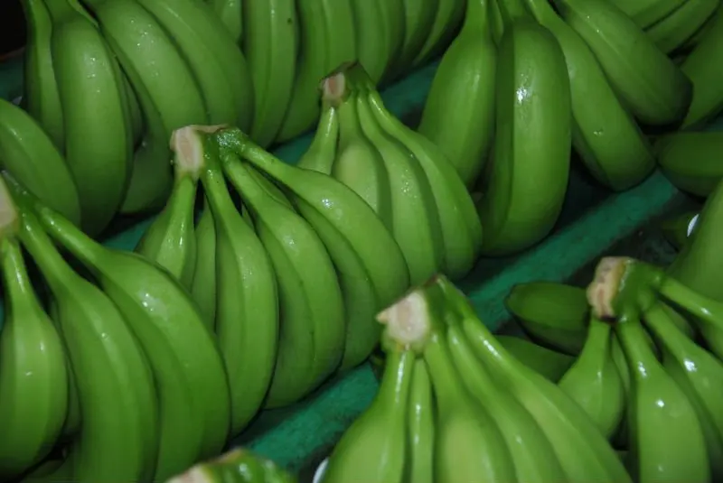 Green BANANAS from Ecuador
