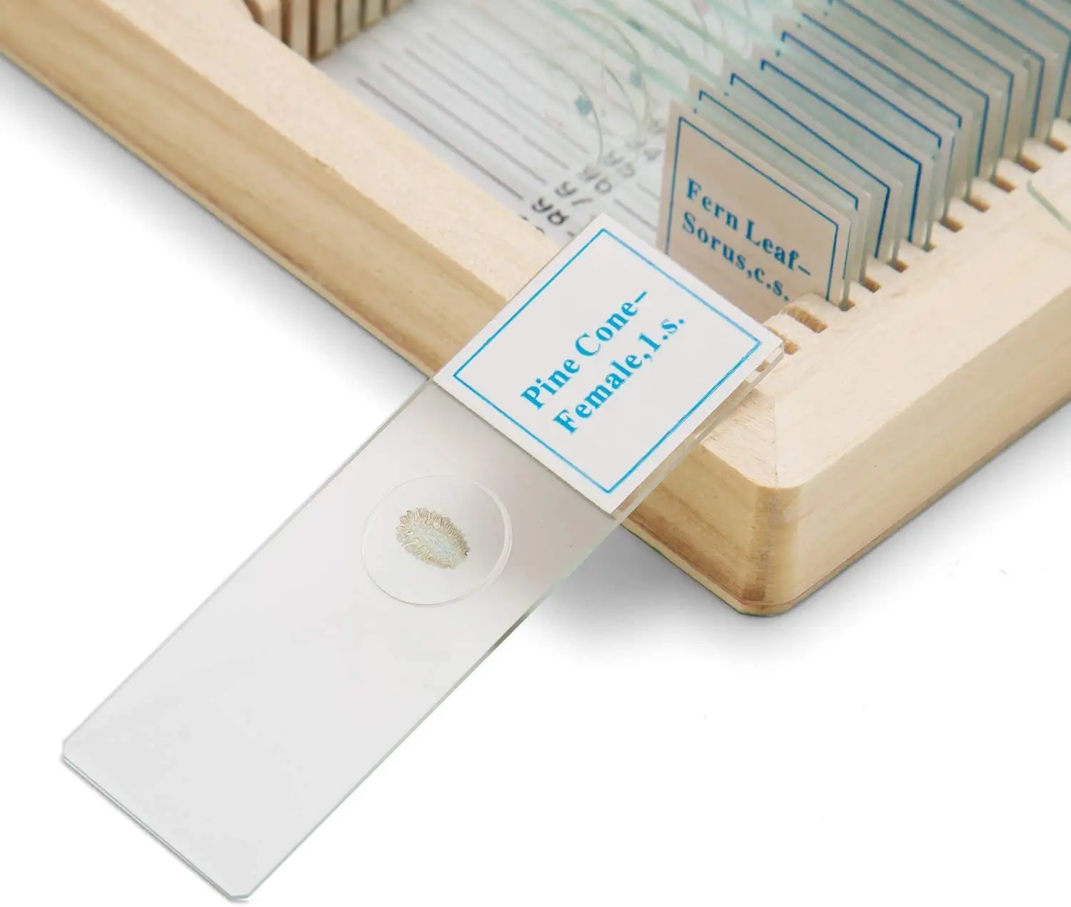 Microbiology Prepared Microscope Slides with Specimen used Medicine Education