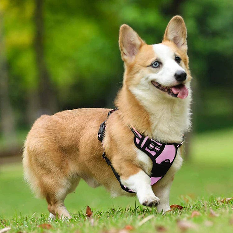 Amazon Best Seller Body Small Mesh Fashion Dog Pet Harness for Dog