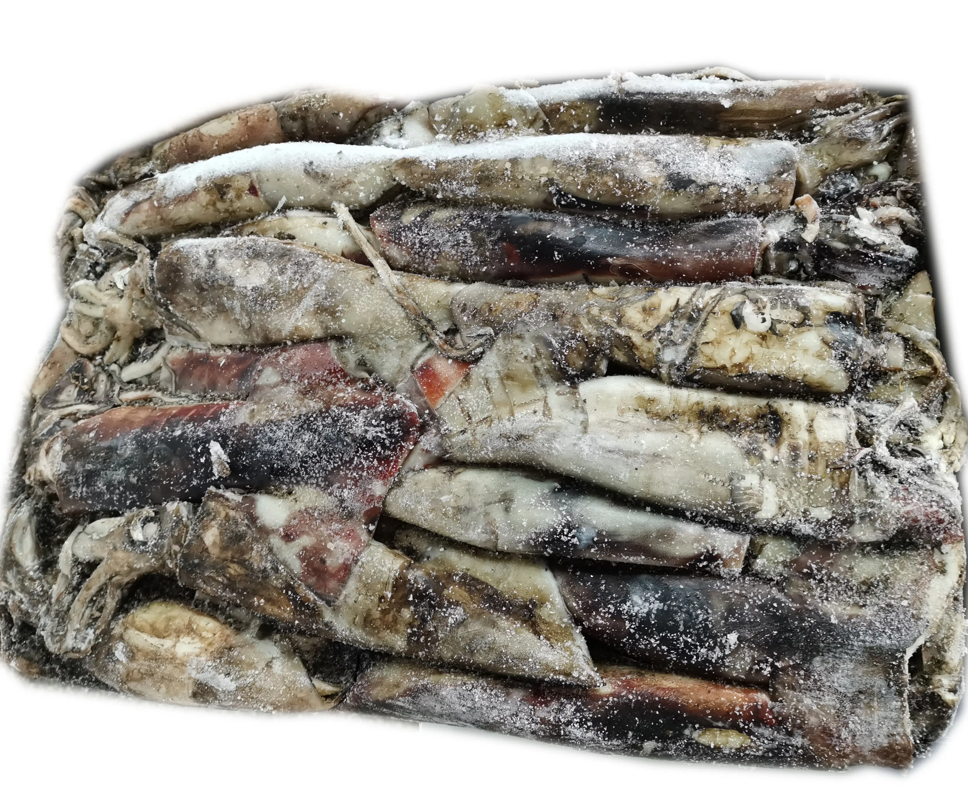 
Frozen Peruvian squid PERU giant squid calamari giga squid 