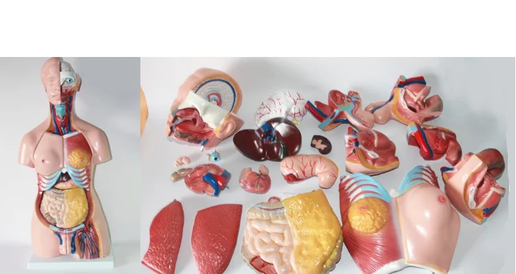 26cm Human Torso Model  Anatomy Assembly Model for Medical Teaching