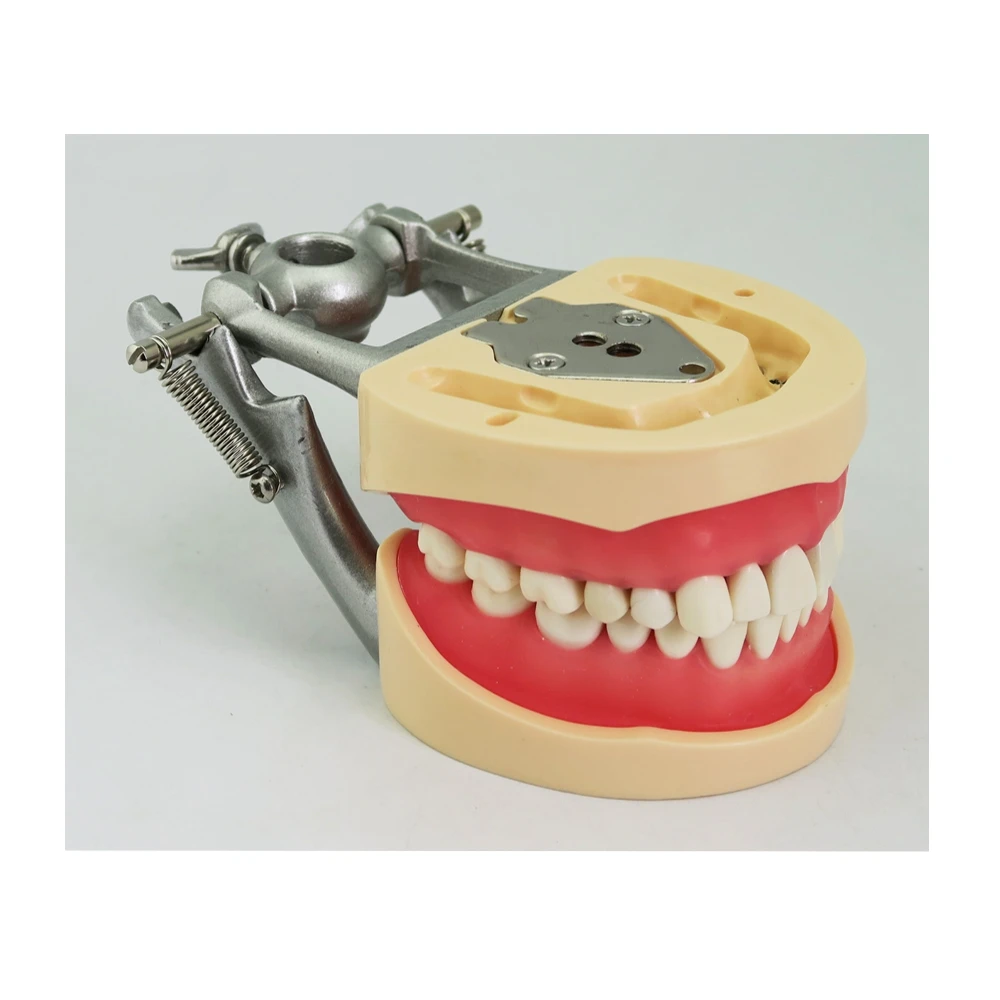 Стоматологическая 200H стандартная модель зубов мягкая резинка 32 зубы