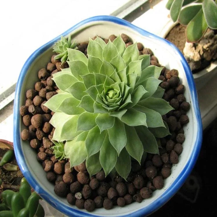 raw material ceramic small clay balls lightweight expanded clay aggregate expanded clay pebbles