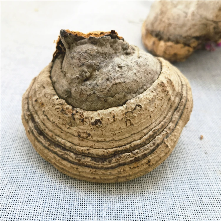 bulk natural dried fomes fomentarius mushroom