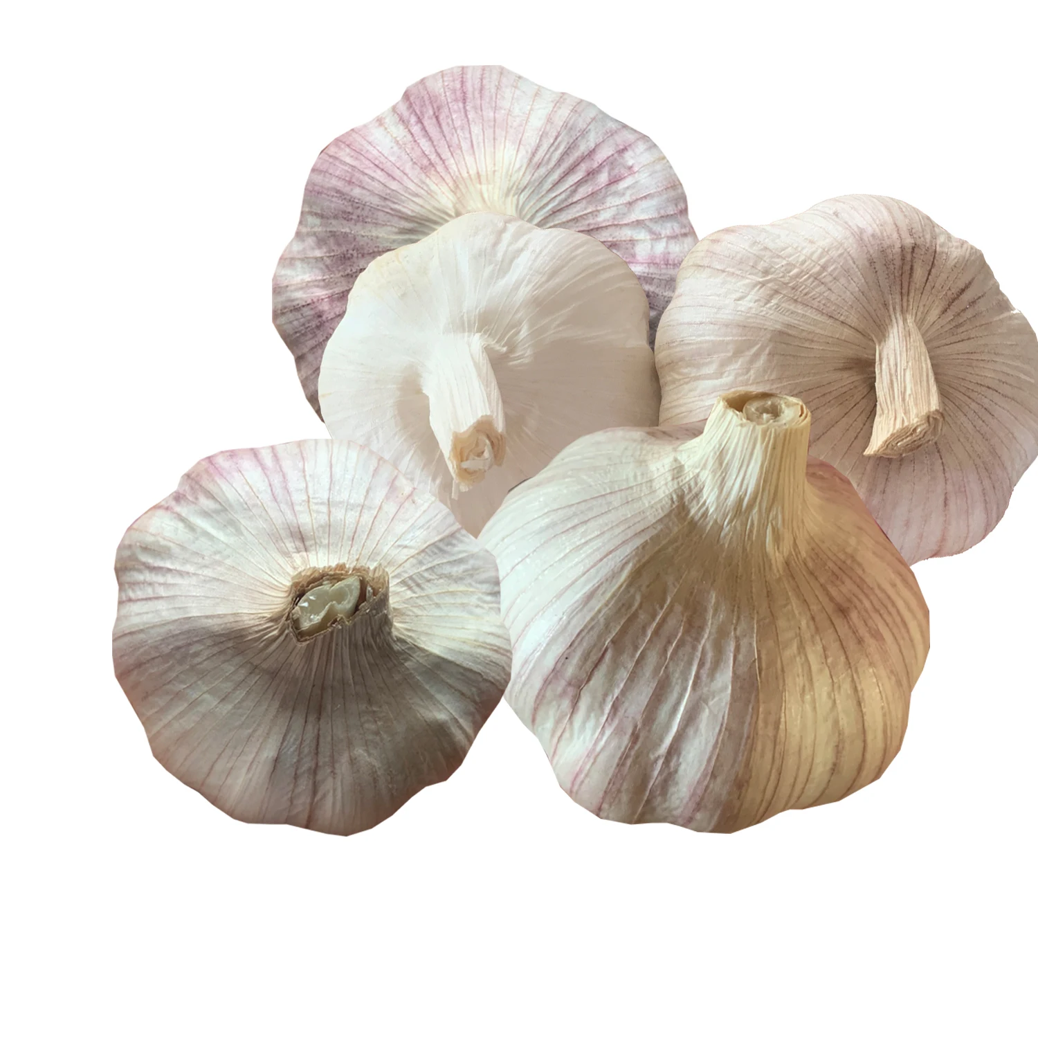 Китайский Обычный Чеснок для продажи, белый свежий чеснок, цена, чеснок shandong Jinxiang