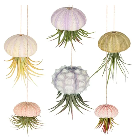 Hanging Sea Urchin Hanging Air Plant Stand Mini Shell Hanging Pots Various Colors