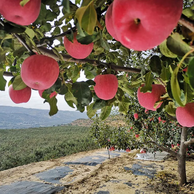 Китайский новый урожай 70 # Fuji Apple