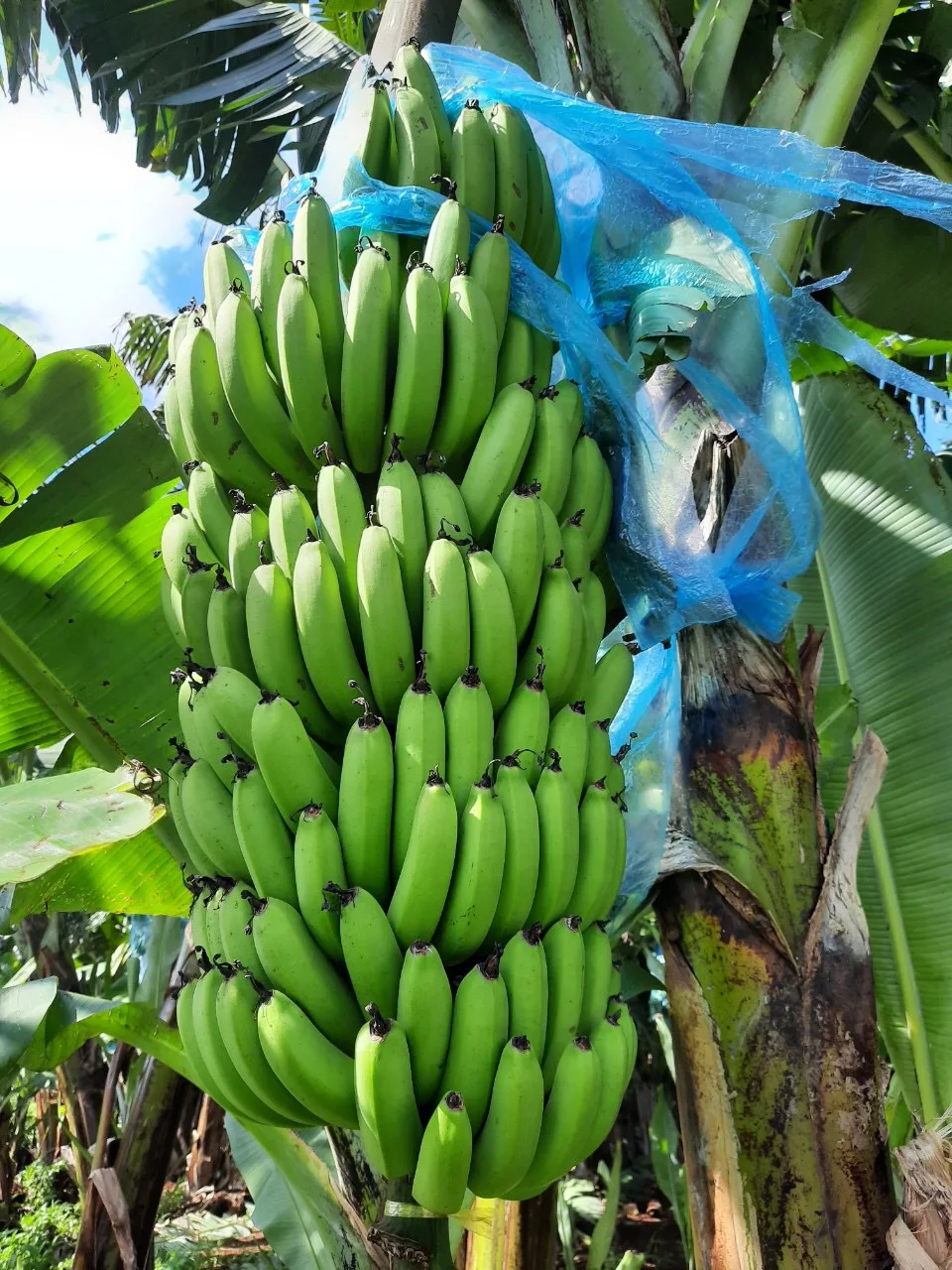 Cavendish Banana Fresh Fruit From Vietnam Hot Sell Best Brand Manufacturer Wholesaler Good Price Low MOQ Delicious