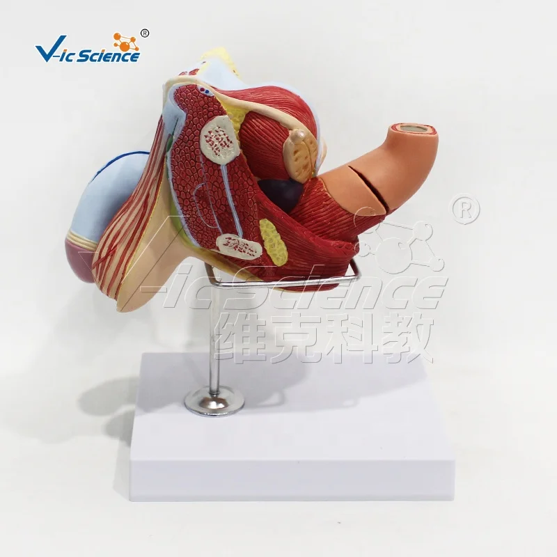 Male reproductive organ structure model with base anatomical model of human body medical model anatomical teaching