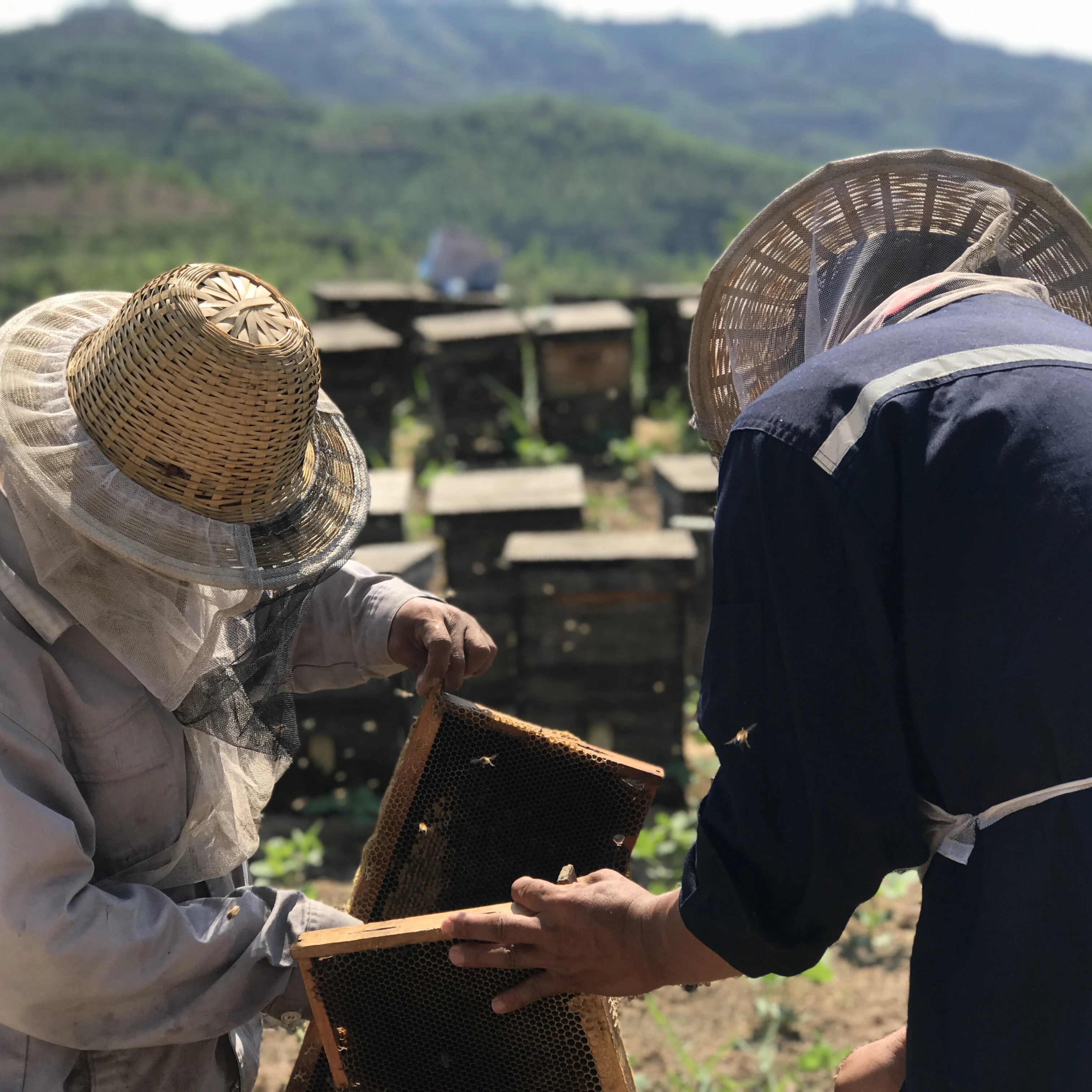 Mature Comb Honey from China raw honeycomb