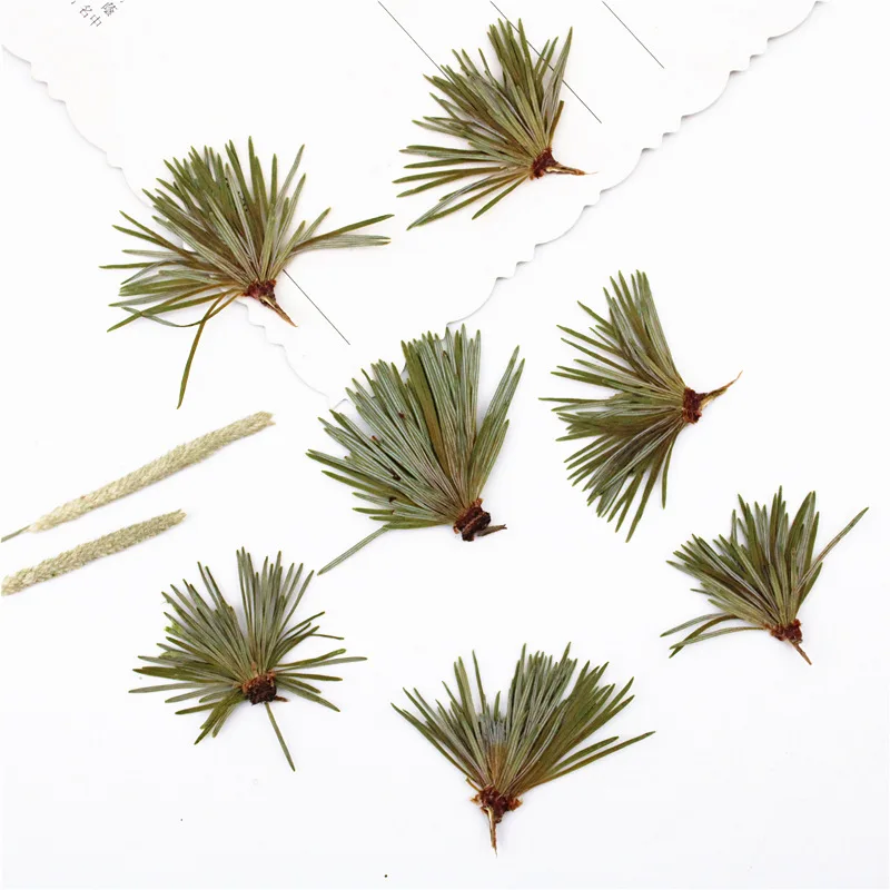 I642 Pine Needles Real Pressed Leaves Dried Plants Makeup Decoration Set of 12pcs